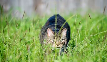 Cats as Natural Hunters