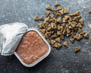 Wet Versus Dry Food