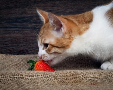How Cats Taste Their Food