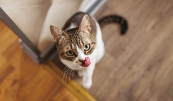 Cat Tasting Food