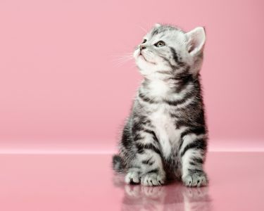 Kitten Development: Week by Week