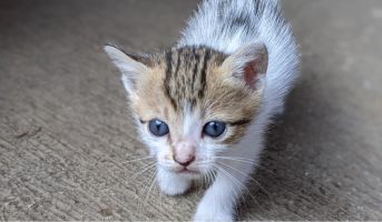 Kitten Development Stages