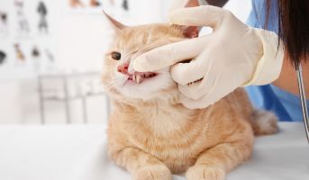 Senior Cat Care