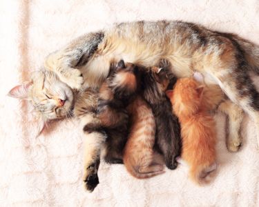 Cat Pregnancy: What to Know