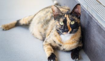 Early pregnancy signs in cats