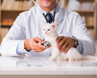 Stress-Free Vet Visits