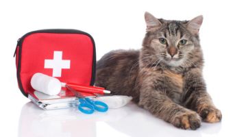 Cat First Aid Kit
