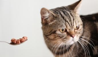 Signs That Need Vet Attention