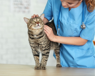Signs That Need Vet Attention