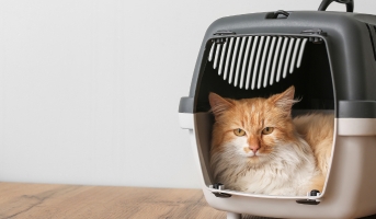 Cat in carrier preparation