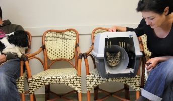 Cat at veterinary practice