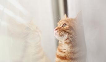 Indoor vs Outdoor Cat