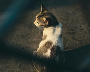 TNR Programs: Impact and Effectiveness