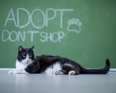 Adoption: Making Good Matches