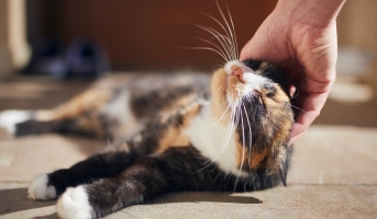 Cat in shelter environment