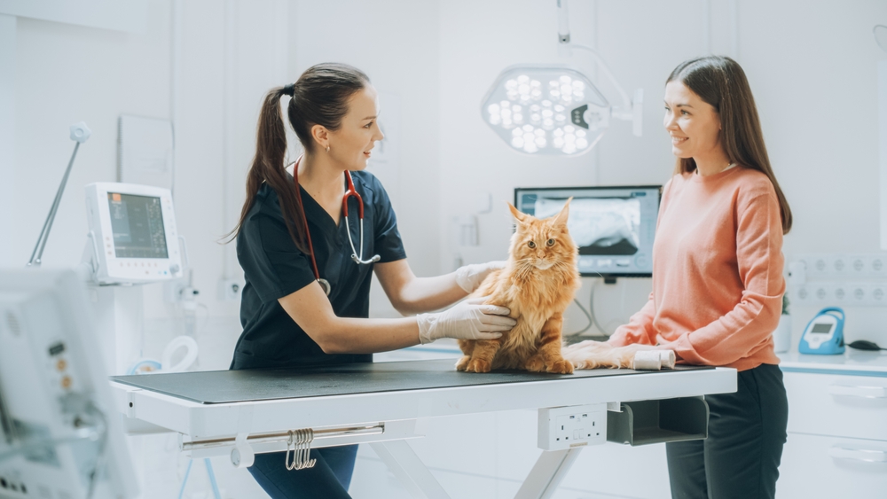 The New Vet Rules and What They Mean for Your Cat
